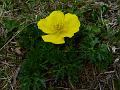 Small Globe Flower